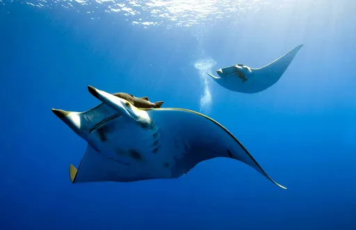 Adventure Scuba Diving Bali 2