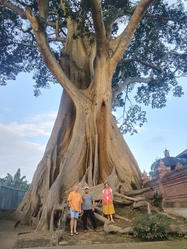 Balimastrans 1