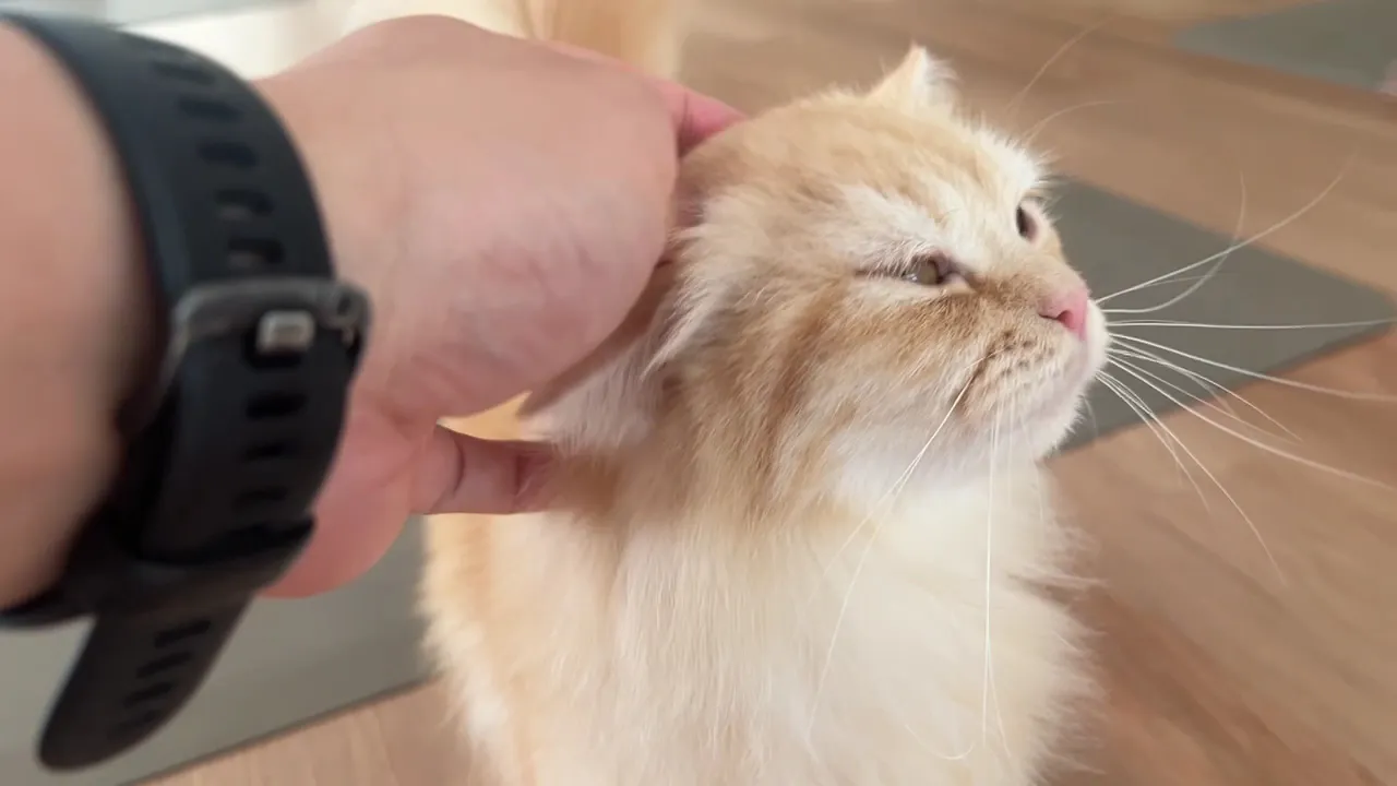 Blissful Yoga & Wellness 1