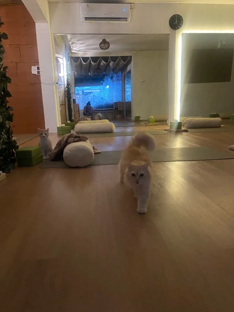 Blissful Yoga & Wellness 2