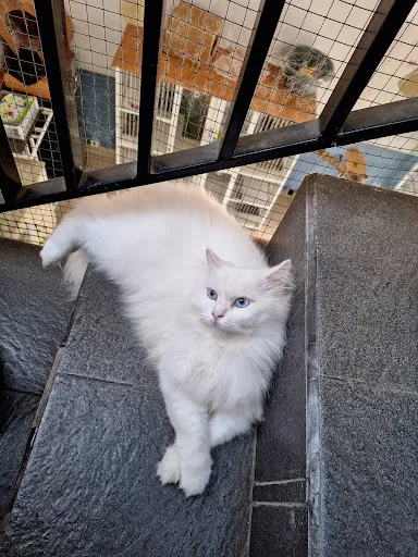 The Odd Cat Bali 1