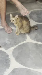 The Odd Cat Bali 3