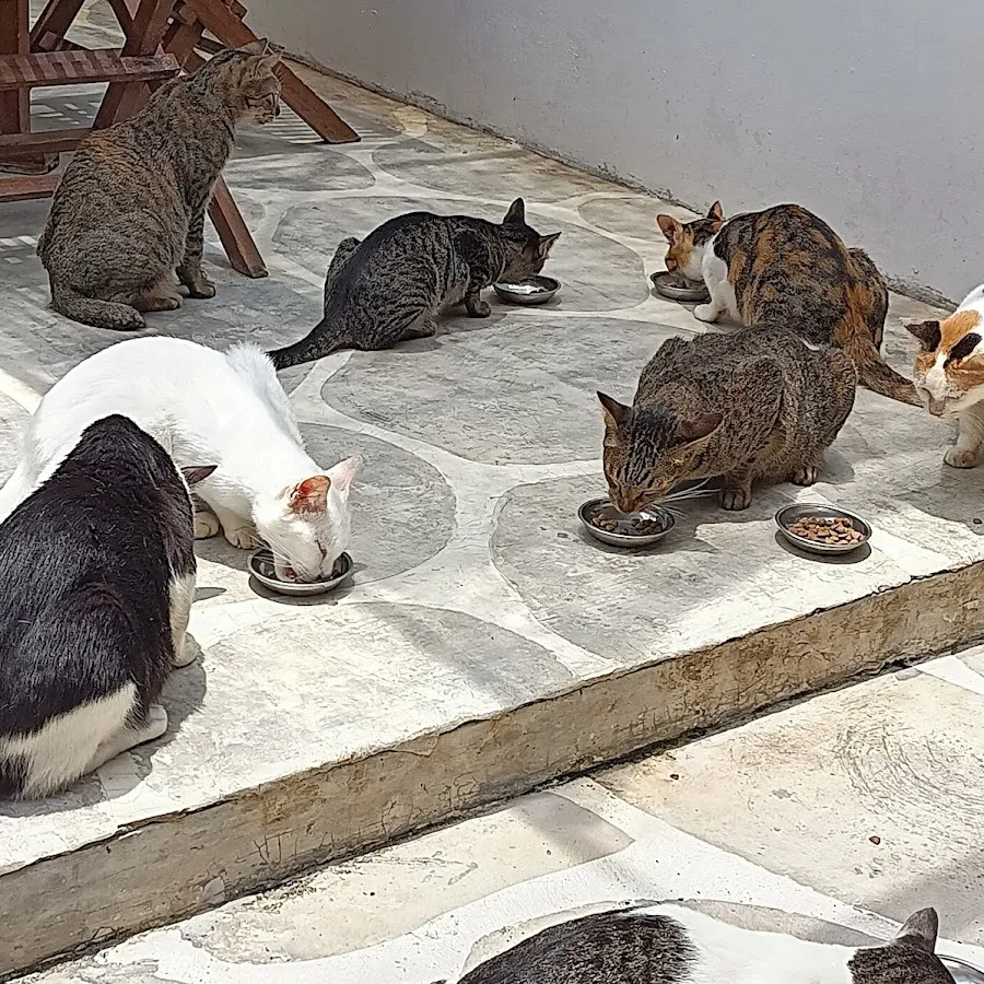 The Odd Cat Bali 4