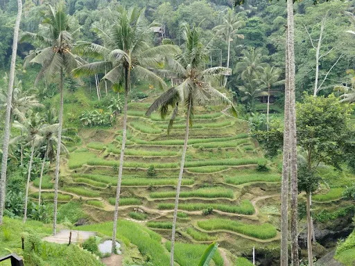 Bali driver trip around bali 4