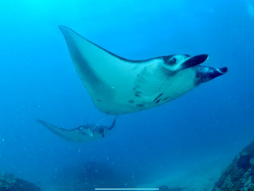 AquaMarine Diving - Bali 3