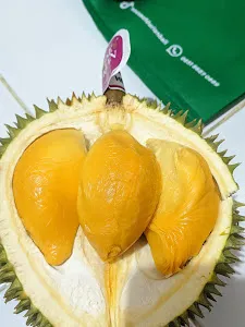 HOUSE OF DURIAN BALI 1