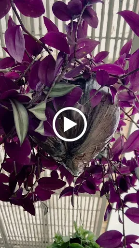 Coffee Shop Berawa 4