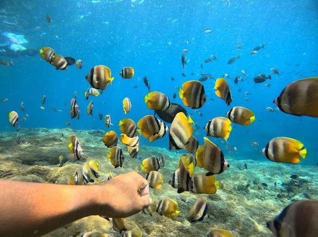 Penida tour sharing & fast boat bali - gili island - lombok