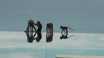 The Surga Villa Estate 1