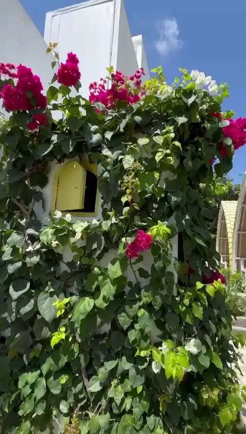 Farm＆Home Copo Copo 1