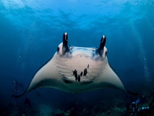 World Diving Lembongan 2