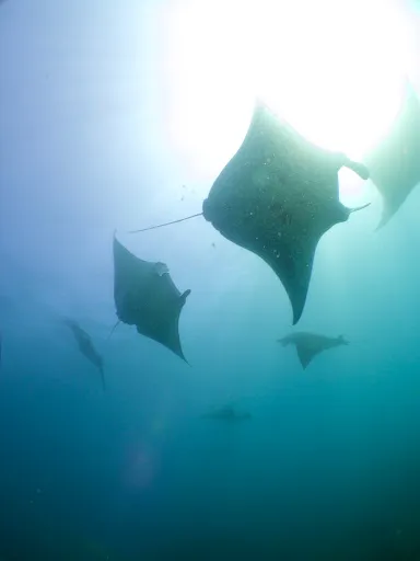 Two Fish Divers Penida 2