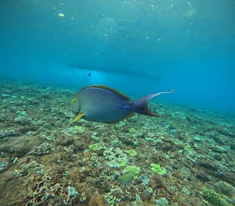 Ceningan snorkeling trip 2