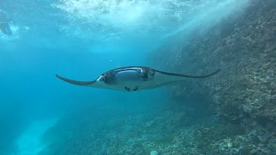 Ceningan snorkeling trip 4