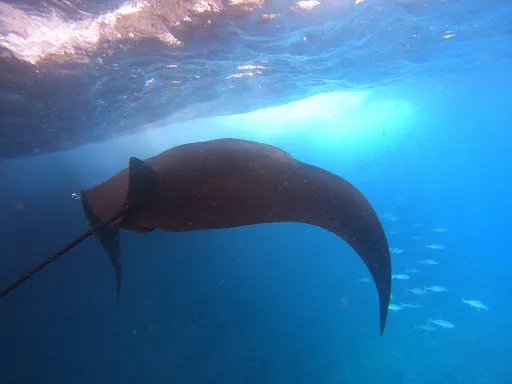 Sea & Island Excursion, snorkeling trip & penida tour one day trip. 4