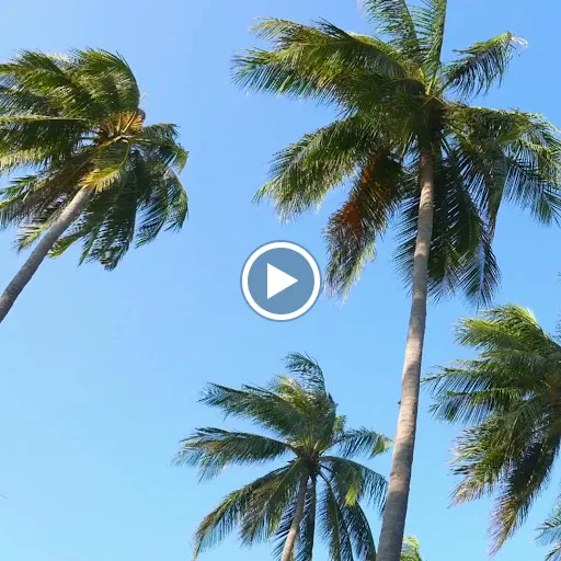 The Coconut Hut - Mini Golf 1