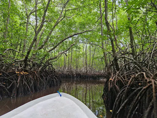 Mangrove Point 1