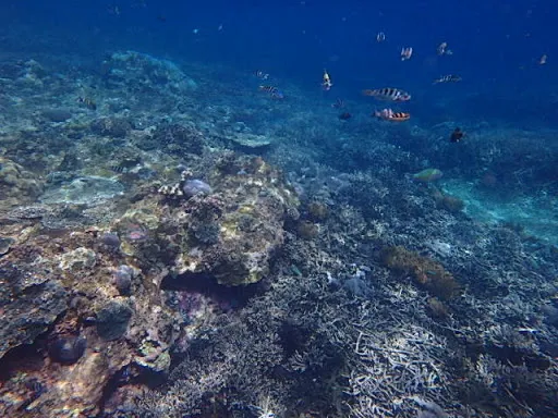 Mangrove Point 3