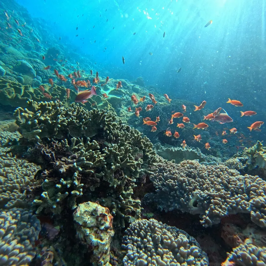 Kapten Yurix 2