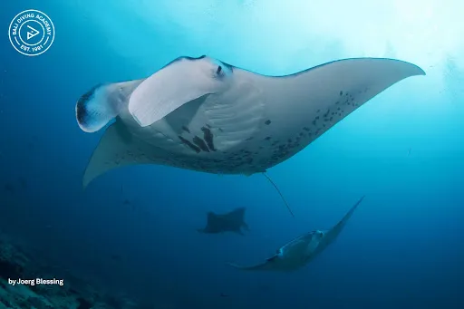 Diving in Bali - Bali Diving Academy 1