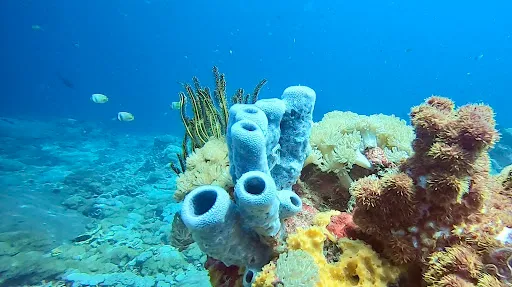 Diving in Bali - Bali Diving Academy 4