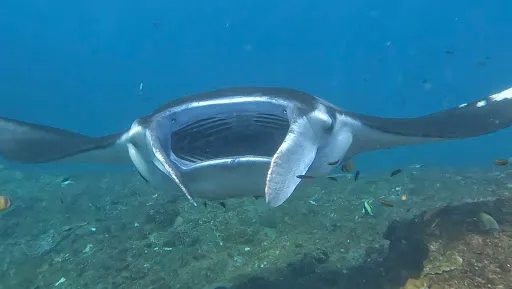 3nusa adventure Snorkeling & Penida tour 1