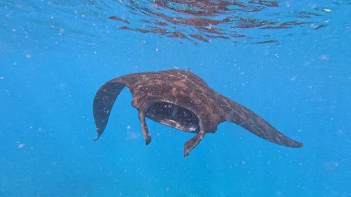 3nusa adventure Snorkeling & Penida tour 4