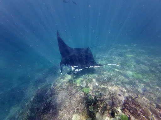 Captain Coconut Snorkeling 4