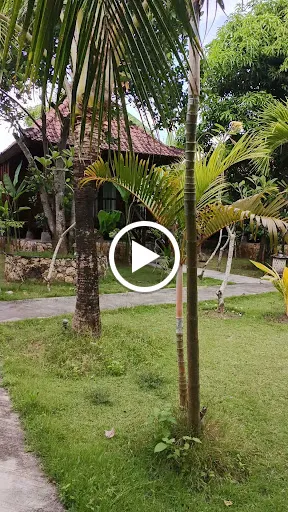 Sunset Garden Nusa Lembongan Hotel 2