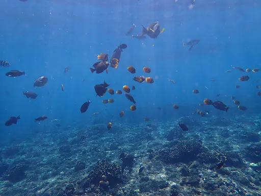 Arya Lembongan Transport 3