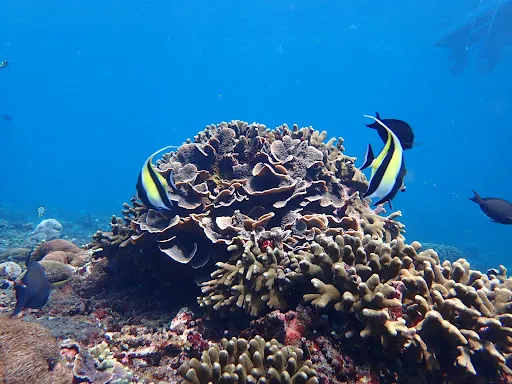 Arya Lembongan Transport 4