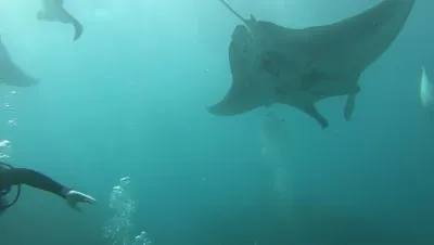 Reeflex Divers Crystal Bay 3