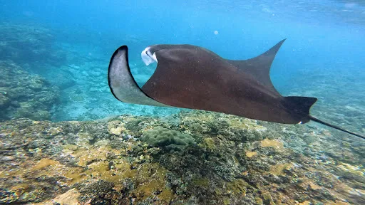 Manta Bay 2
