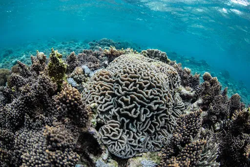 Freedive Nusa - Freediving School 4