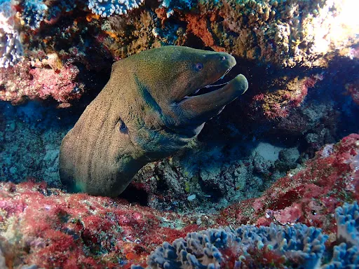Octopus Dive Nusa Penida 4