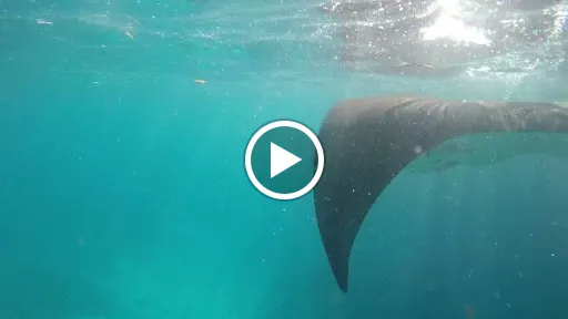 Nusa Penida Explorer 1