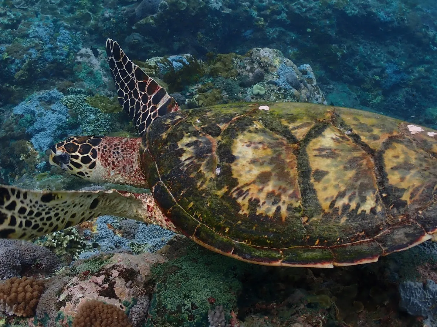 Discover Nusa Penida 3