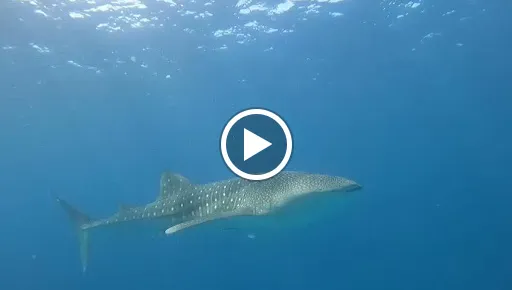 nusapenidadivecenter 3