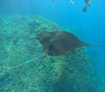 nusapenidadivecenter 4