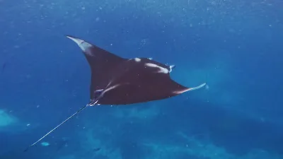 Daily manta trip 3
