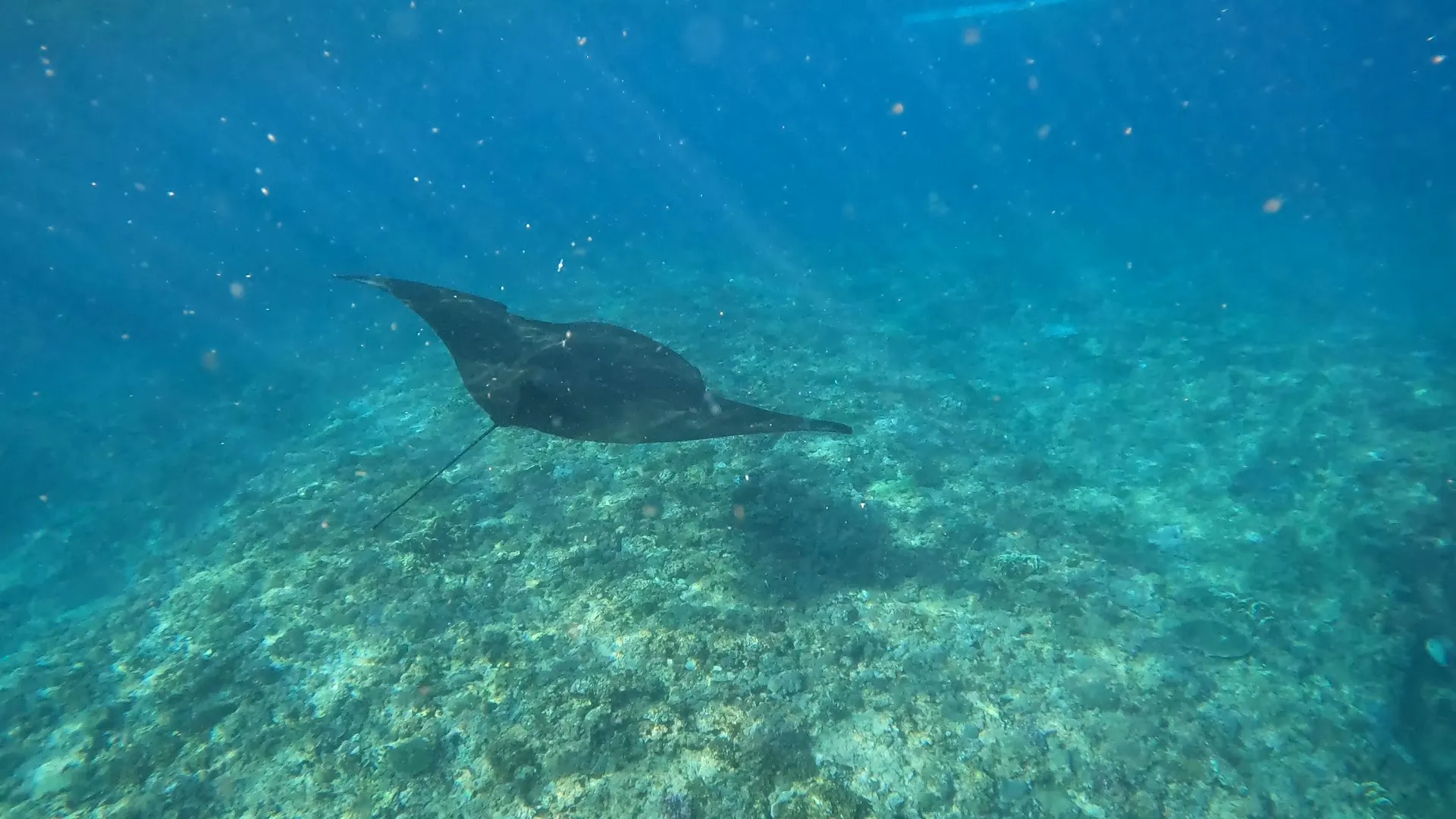 Nusa Penida Driver 3