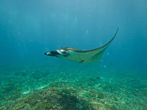 Manta Point Snorkeling Nusa Penida 1