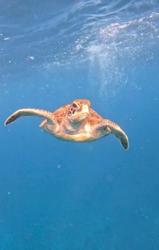 Manta Point Snorkeling Nusa Penida 4