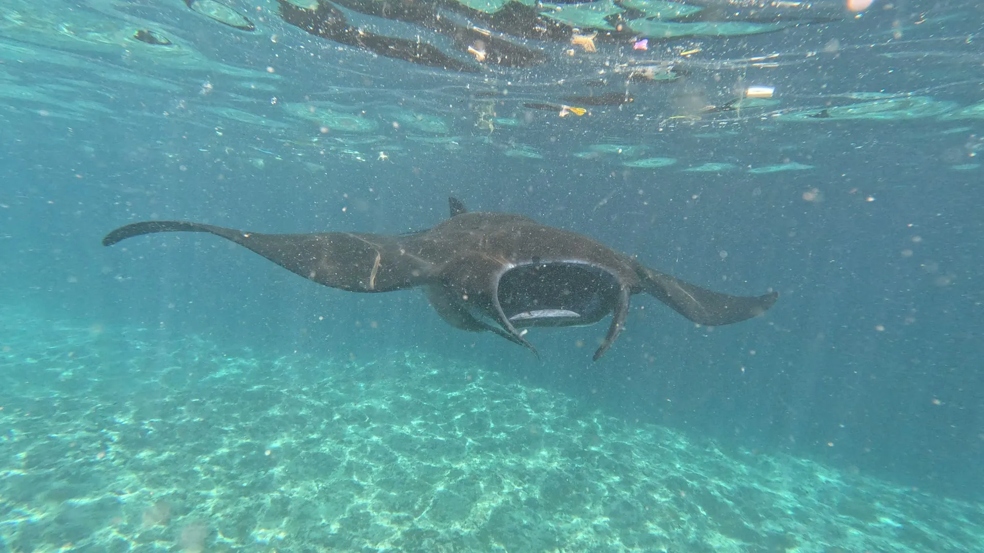 SALTY PENIDA SNORKELING 1