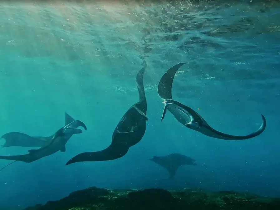 SALTY PENIDA SNORKELING 2