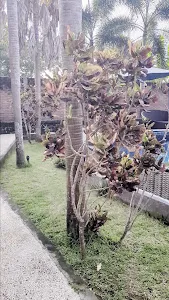 Bintang Penida Resort Bali 3