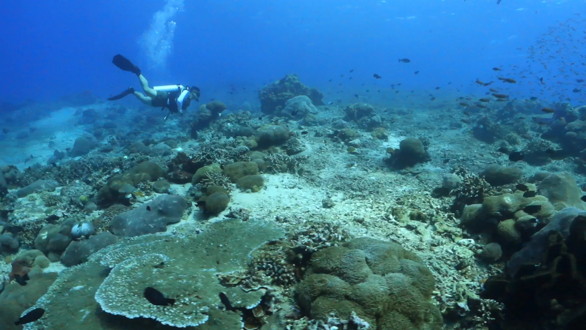 Nusa Scuba Diver 1