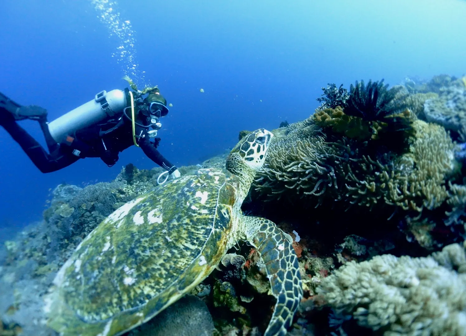 Nusa Scuba Diver 2