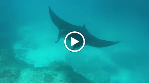 Snorkeling at Nusa Penida 4