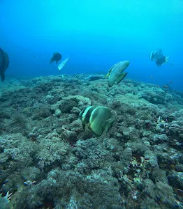 Bali Aqua - Nusa Penida Dive Center 2